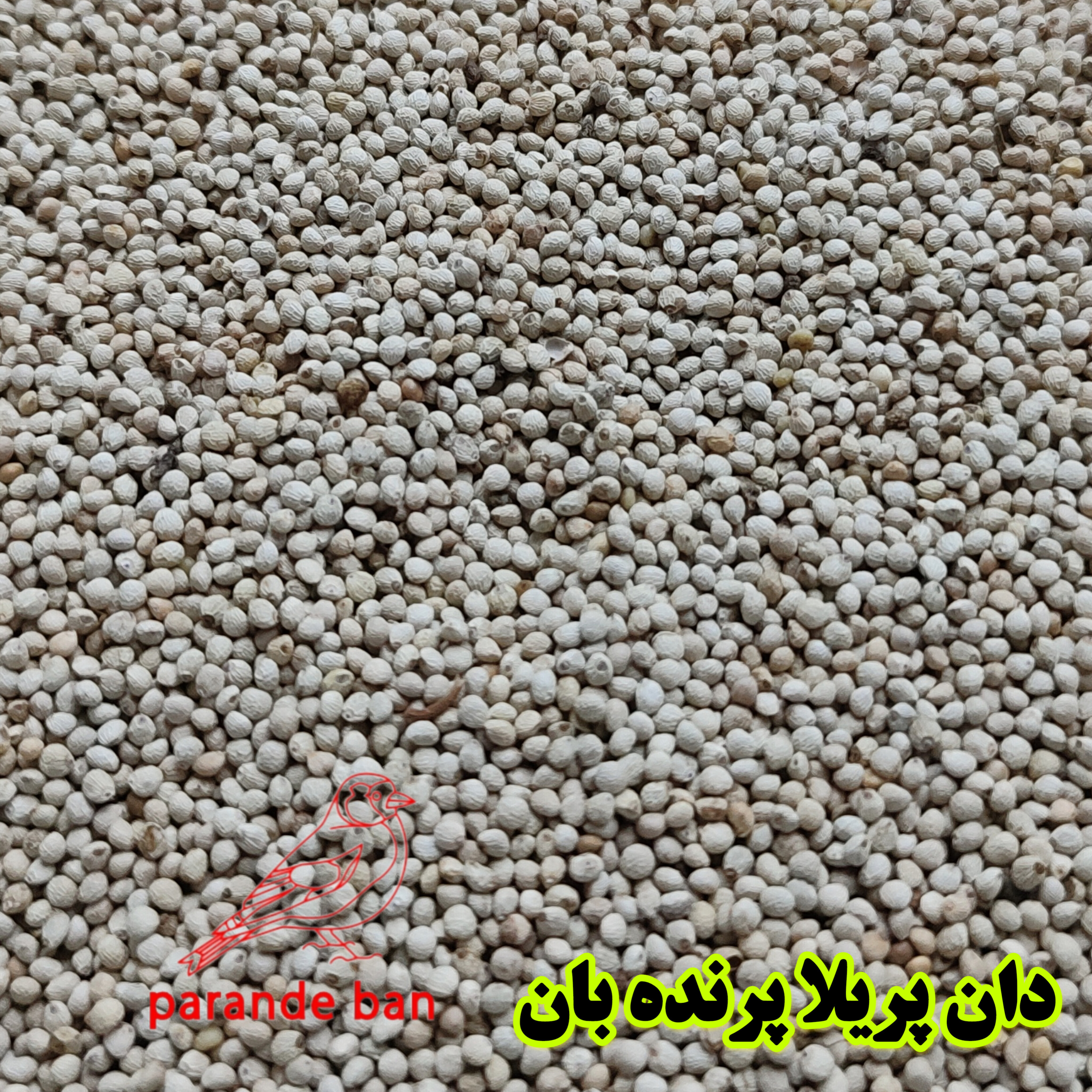 دان پریلا پرنده بان Perilla Seed