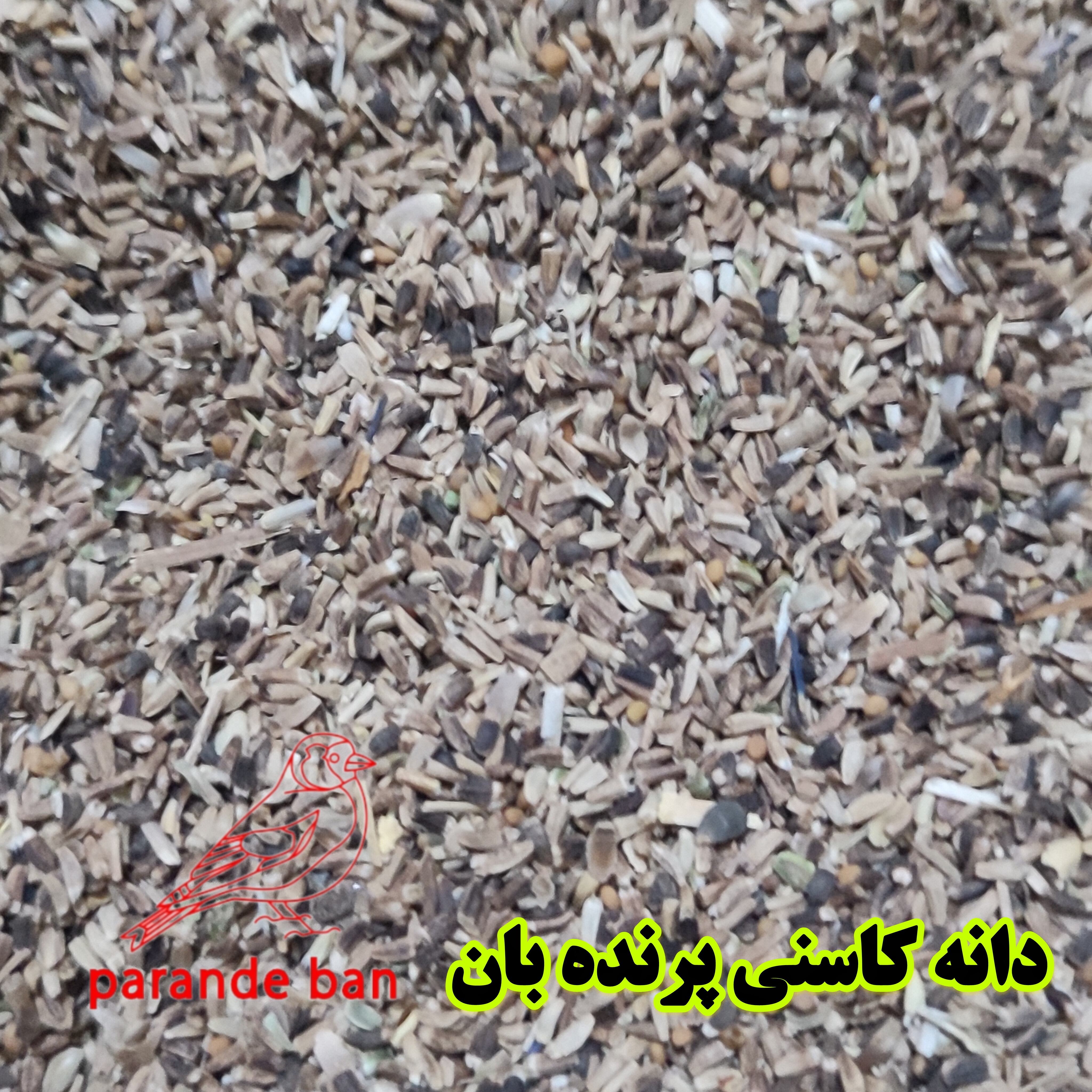 دانه کاسنی پرنده بان