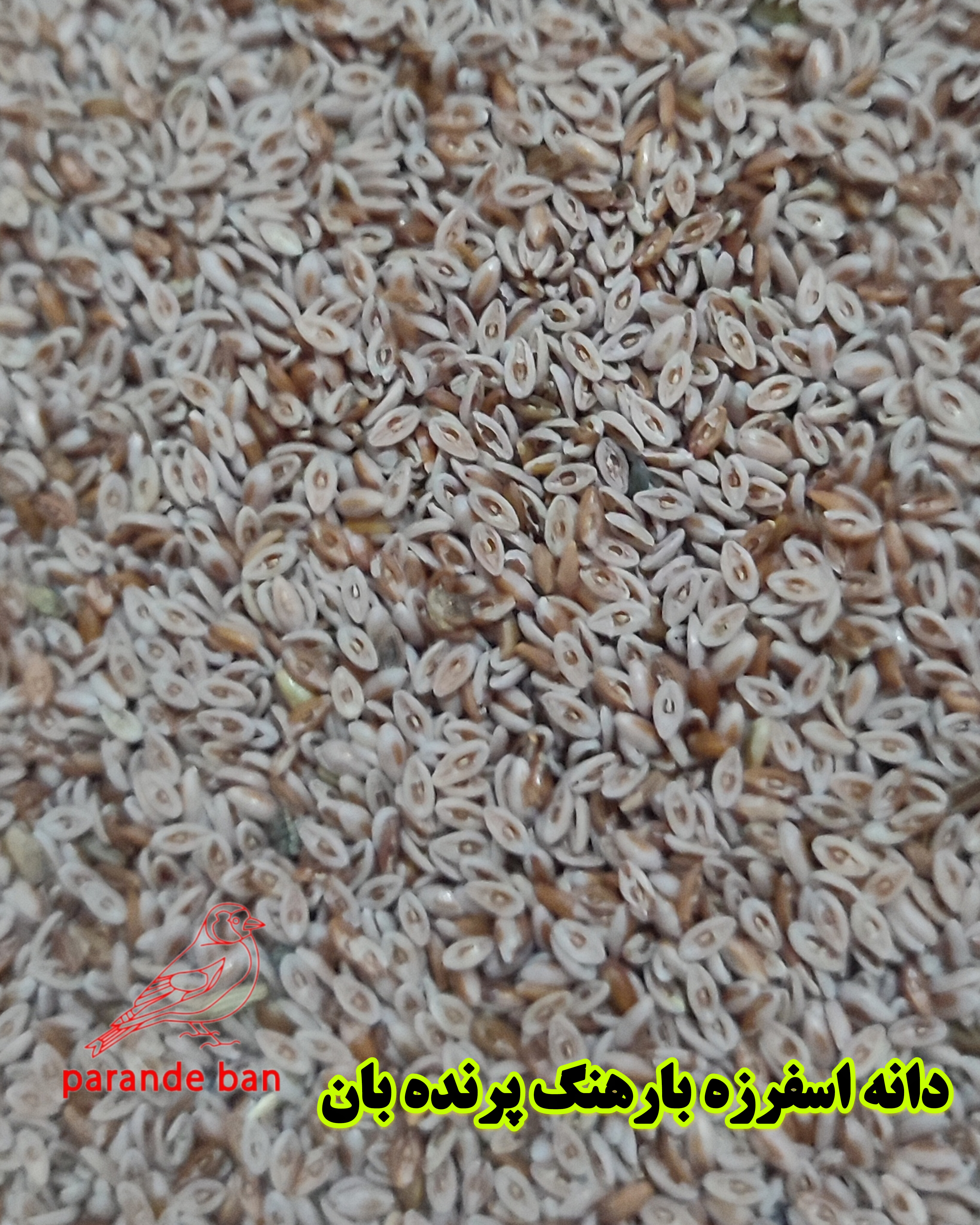 اسفرزه یا بارهنگ برای پرندگان زینتی | محصول طبیعی و سالم از پرندهبان