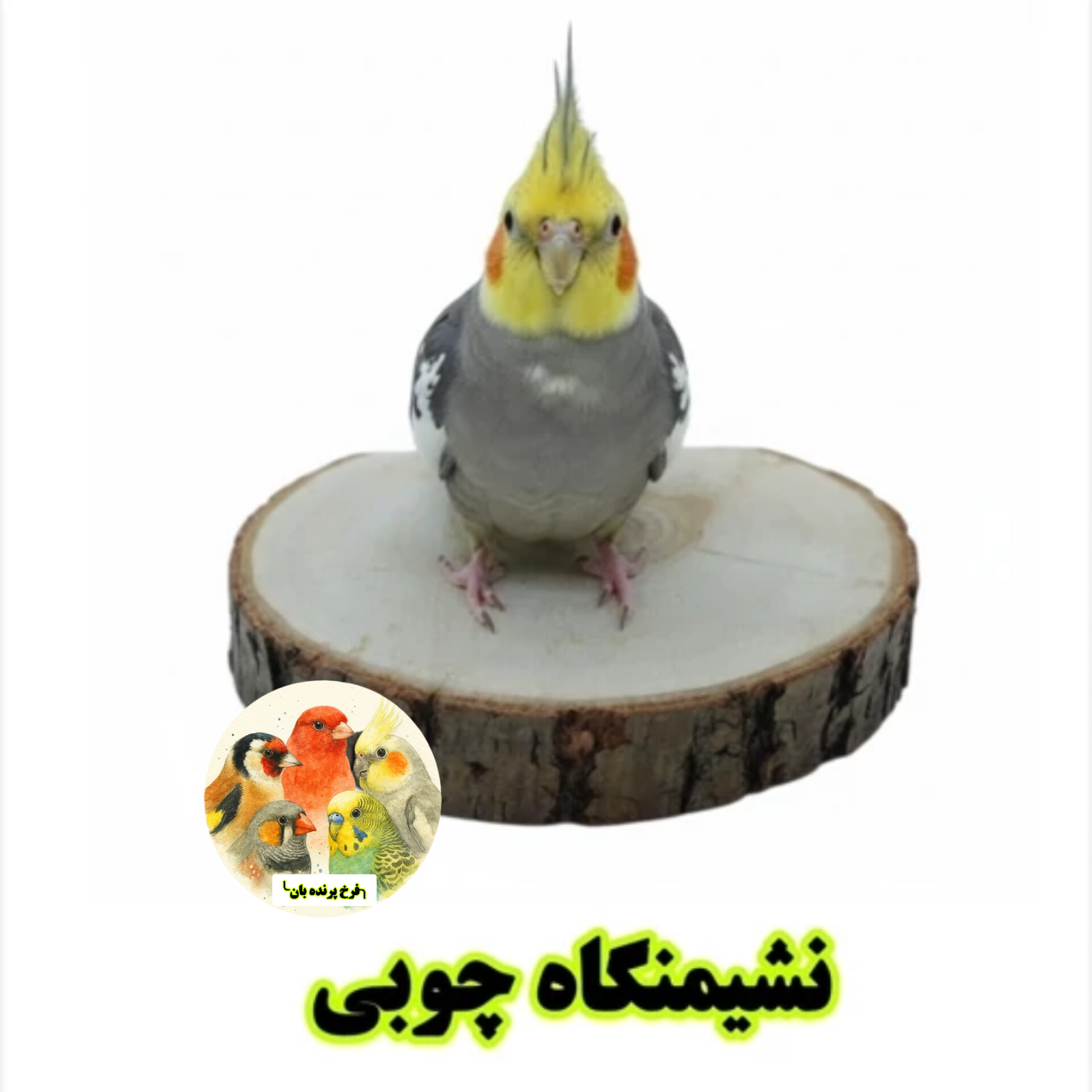 نشیمنگاه کالباسی طوطی سان