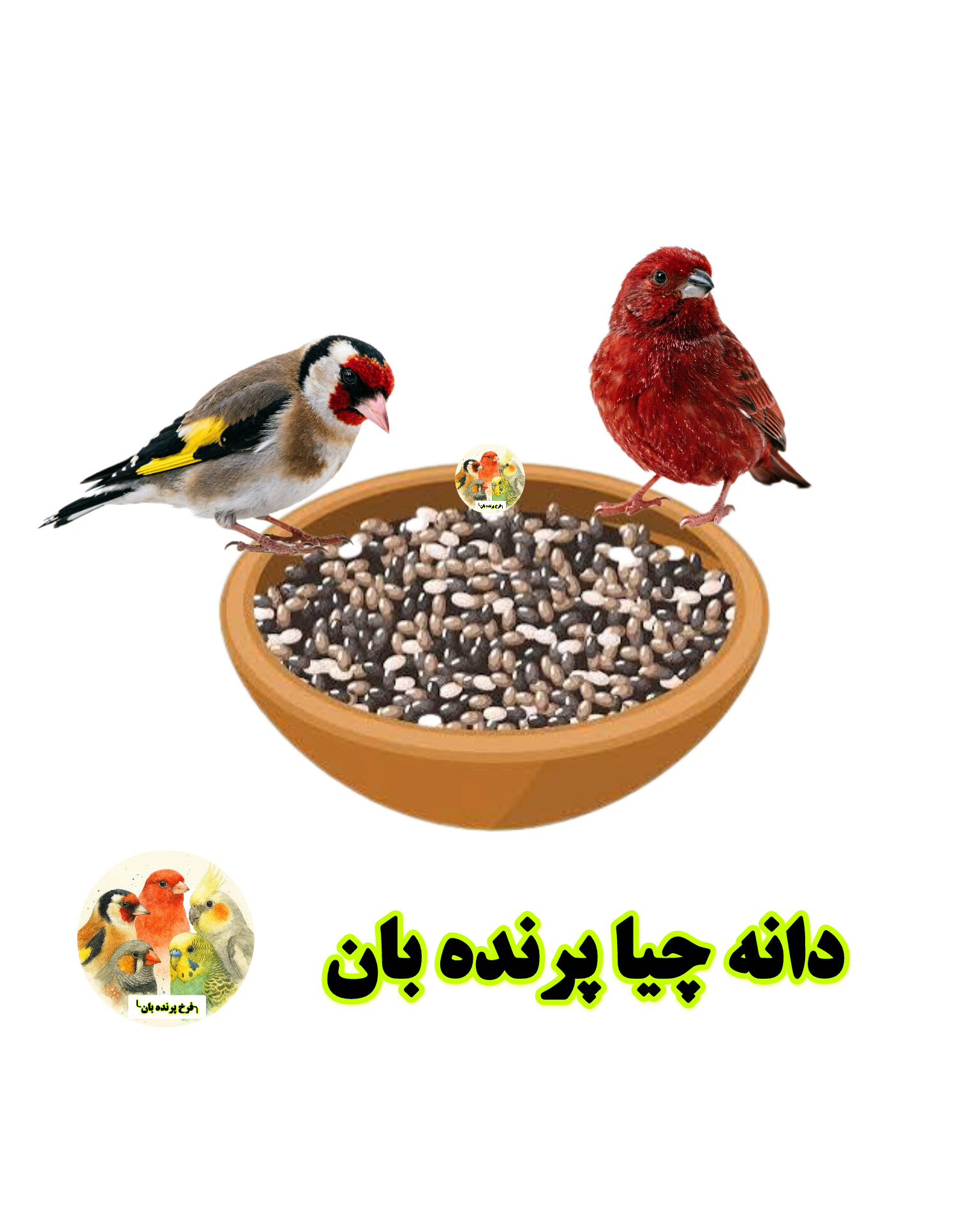دانه چیا و روش صحیح مصرف آن برای پرندگان زینتی